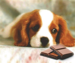 Chocolate cachorro